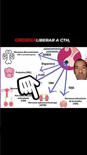 HYPOTHALAMIC-PITUITARY AXIS
