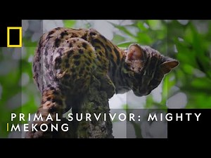 Face To Face With An Elusive Leopard Cat | Primal Survivor: Mighty Mekong | National Geographic UK