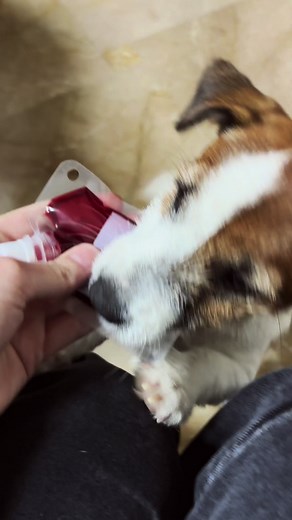 new vampire in the city. #jackrussell #jackrussellterrier #thevampirediaries #vampire #halloweenlook