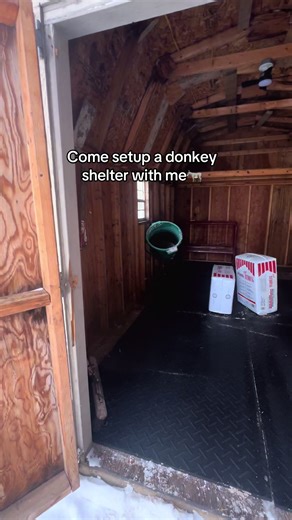 The donkeys got a new hang out space! What do you think?! #donkey #donklife #donkeylove