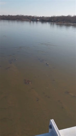 Pyton w Wiśle Góra Kalwaria! #shorts #viral #amazing #polska