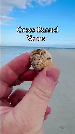Shelling is a popular activity at America’s Best #Beaches. Here’s a few tips to get you started! #FL