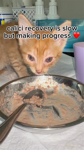 Calicivirus recovery is slow but Ronin is making progress ❤️ #kitten #rescue #foster #adoptdontshop
