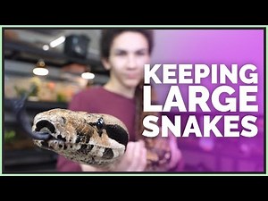 What's it Like Keeping Big Snakes?