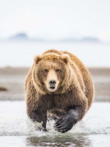 Discover 5 Extinct Types of Bears!