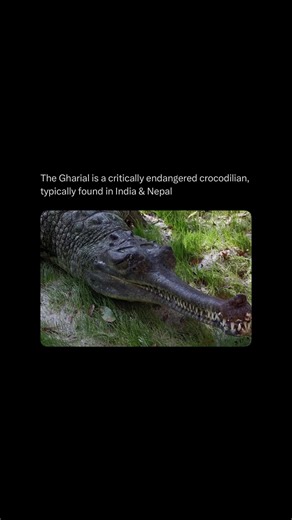 Horrors on Instagram: "The gharial, native to the rivers of India and Nepal, is one of the most distinctive crocodile species in the world. Recognized by its long, narrow snout lined with over 100 sharp teeth, it’s perfectly adapted for catching fish. Males develop a bulbous growth at the tip of their snout, called a ghara (meaning “pot” in Hindi), which they use to amplify their hissing calls during mating season. Once widespread across South Asia, gharials are now critically endangered, with f