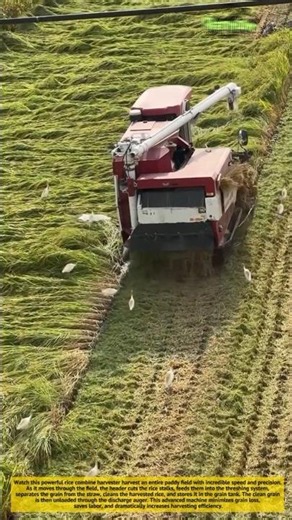 Amazing Rice Combine Harvester! Harvest Thousands of Grains in Minutes