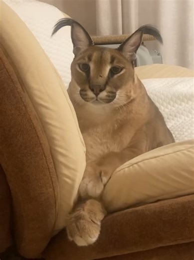 Big Floppa Gosha's Adorable Yawning and Licking Moments