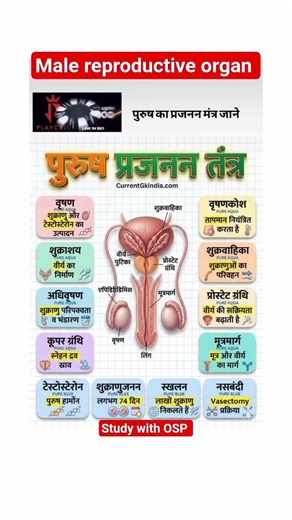 male reproductive organ system #subscribemychannel