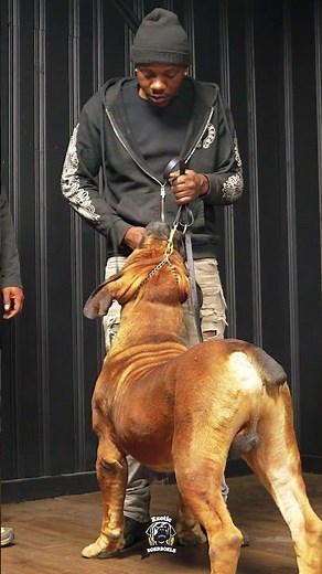 Calm Sit Training for an Adult Boerboel #boerboels #protectiondogs #bigdogs