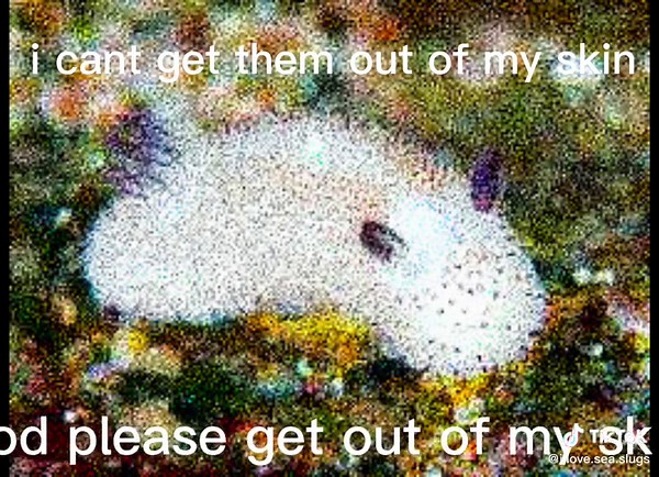 sea slug(s) #seaslug #creature