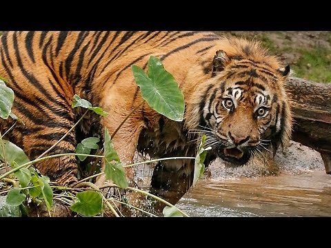 Dallas Zoo's New Sumatran Tiger Explores With Confidence