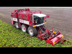 Harvesting Beet w/ Self Propelled 6 Row Harvester