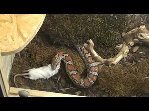 Fütterung der Kornnatter