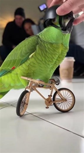 Parrot Bike Drift – Behind the Scenes 🦜🚲 #bts #parrot #bike