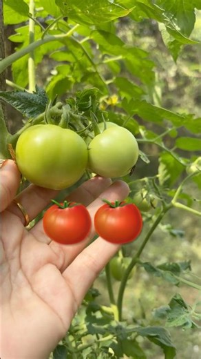 Amazing benefits of tomatoes #trending #tomato #healthbenefits #healthtips #healthy