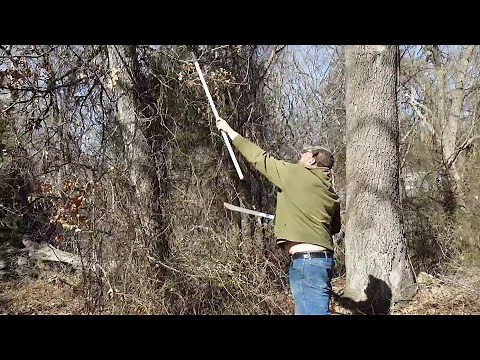 How to remove climbing thorn vines from trees.