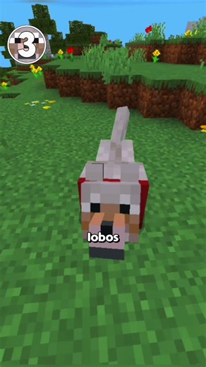 5 Interesting Facts about Wolves in Minecraft #minecraft #minecraftwolf #wolf #curiosities
