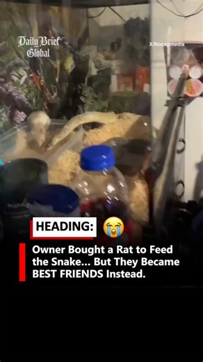A viral video shows a pet owner placing a live rat inside a terrarium (tank) meant as food for a ball python. But instead of attacking, the two animals calmly move around each other. The snake and the rat seem to sniff and stay close without any aggression.The owner says they have been together for two days. This unusual situation spread quickly on the internet. Many people were surprised, while others warned that it could be dangerous for both animals.