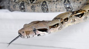 A Boa Constrictor is ‘At Large’ in Sydney’s Western Suburbs