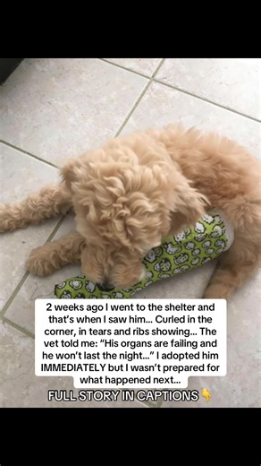 He didn’t come to the front of the kennel when I walked into the shelter. He was curled in the corner. Ribs showing. Eyes wet like he’d been crying 😭 Too weak to stand. Too tired to lift his head. The staff told me he had been there for days. Barely eating. Barely moving. His body shutting down. One of them said quietly, “His organs are failing. He won’t last the night.” My chest tightened. I knelt down in front of him. He didn’t bark. He didn’t flinch. He just looked at me with exhausted eyes,
