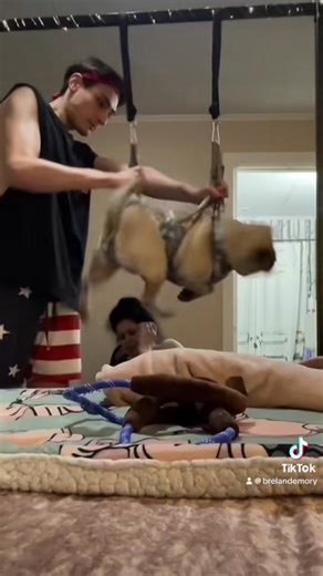 Funny Pug Video: Pug's Nail Clipping Meltdown