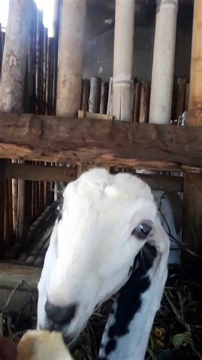 Cute female goat eating crackers