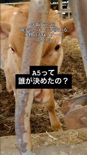 A5って誰が決めたの？牛肉の格付けのヒミツ【赤身肉ステーキダイナー アカウシ】