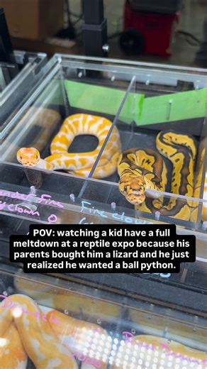 BALLS OF FURY on Instagram: "These ball pythons had their popcorn ready🍿🐍😂"