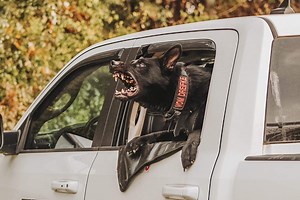 German Shepherd Puppies | Vom Dreifke German Shepherds