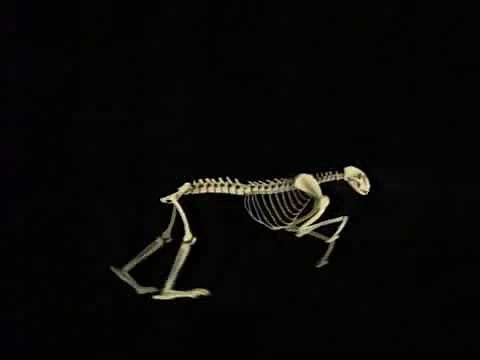 The Cheetah can run with 75 mph (115km/h)