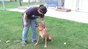 2.6K views · 83 reactions | Check out our story from WFRV-TV Channel 5 ! | Lakeshore Humane Society | Facebook