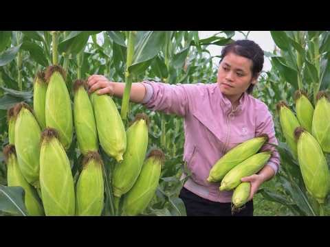 Harvesting Sweet Corn in the Field, Cooking a Simple Meal – Countryside Life