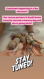 Camp Cocker Rescue on Reels