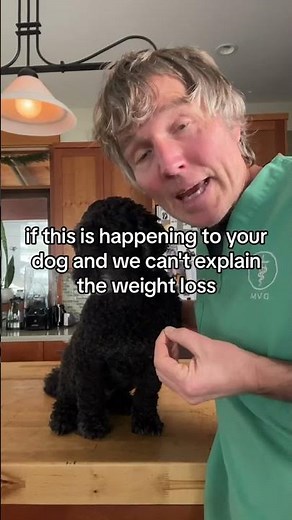 7 Dog Cancer Warning Signs