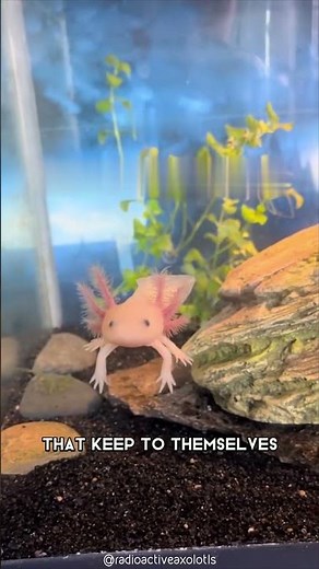 Axolotl 👽 The Alien-like Creature of the Aquatic World!