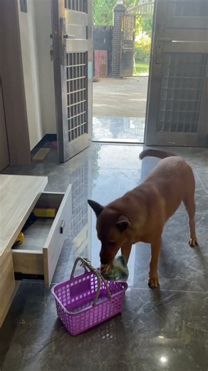 Do you like this well-behaved dog?