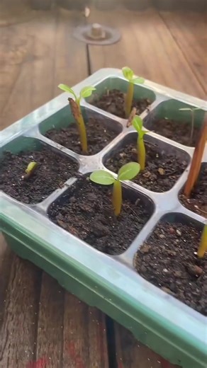 Cómo germinar Adenium obesum, la Rosa del Desierto