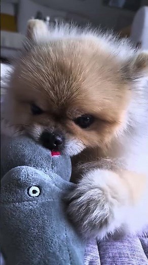 처키강아지 #귀여운강아지 #새끼강아지 #왕귀여움 #pomeranian #솜뭉치 #puppy