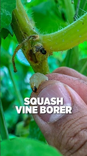 Squash vine borer. One of the most destructive pests for squash, zucchini, and pumpkins