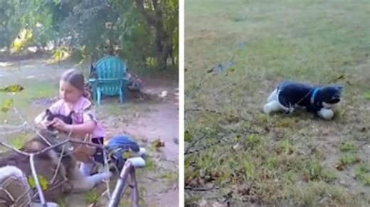 Der gehört jetzt MIR!: Mädchen (7) klaut Hund der Nachbarn