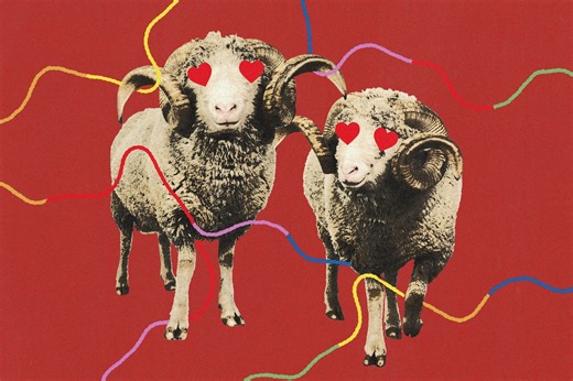 I love your sweater. Is it made from gay sheep wool?