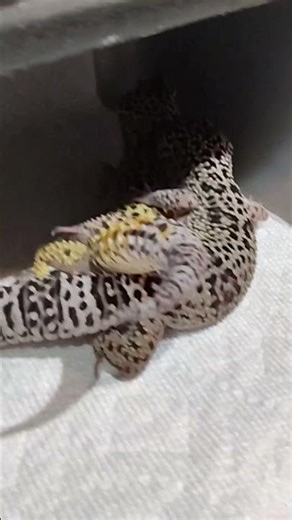 Breeding Leopard Geckos #breeding #leopardgecko #lock #justthetwoofus
