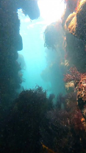 Life is best when I’m one with the sea #merman #mermaid #mermaidtiktok #mertok #mermantiktok #fyp #nature #ocean