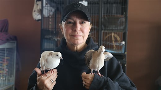 Meet the 'Bird Nerd': The Hubertus woman rescuing doves, parrots, and pigeons