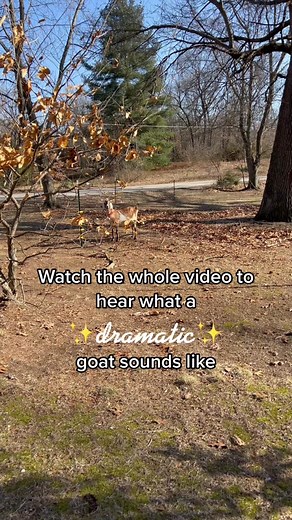 Dramatic Goat Sounds Compilation