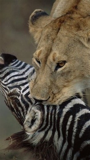 Beyondthewild Expeditions 🇹🇿 on Instagram: "Ever noticed how calm lions become once a zebra is down? After the hunt, there is an order to everything. The strongest feed first, starting with the soft parts, while others wait their turn. It looks quiet, almost respectful, but it is power, patience, and survival working together in silence. These are the moments we slow down for, the real stories of the wild seen up close and without rush. This is how journeys with Beyond the Wild gently unfold. 