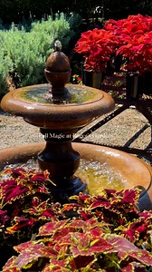 The fall season at Roger’s Gardens is a special time🧡🎃 Pumpkins arrive, our Halloween Boutique is open, magical charm fills the air, and seasonal plants line your path with an array of colors. making it extra fun to shop! ✨🤎🍂 | Roger's Gardens
