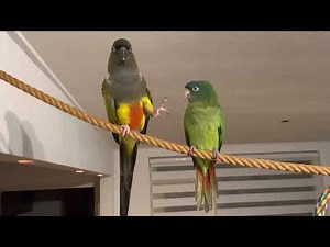 Patagonian conure meets baby blue crown conure