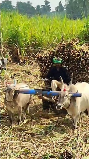 மாட்டுவண்டி | bullock cart ride | bullock cart race | bullock cart videos | farm animals | cow
